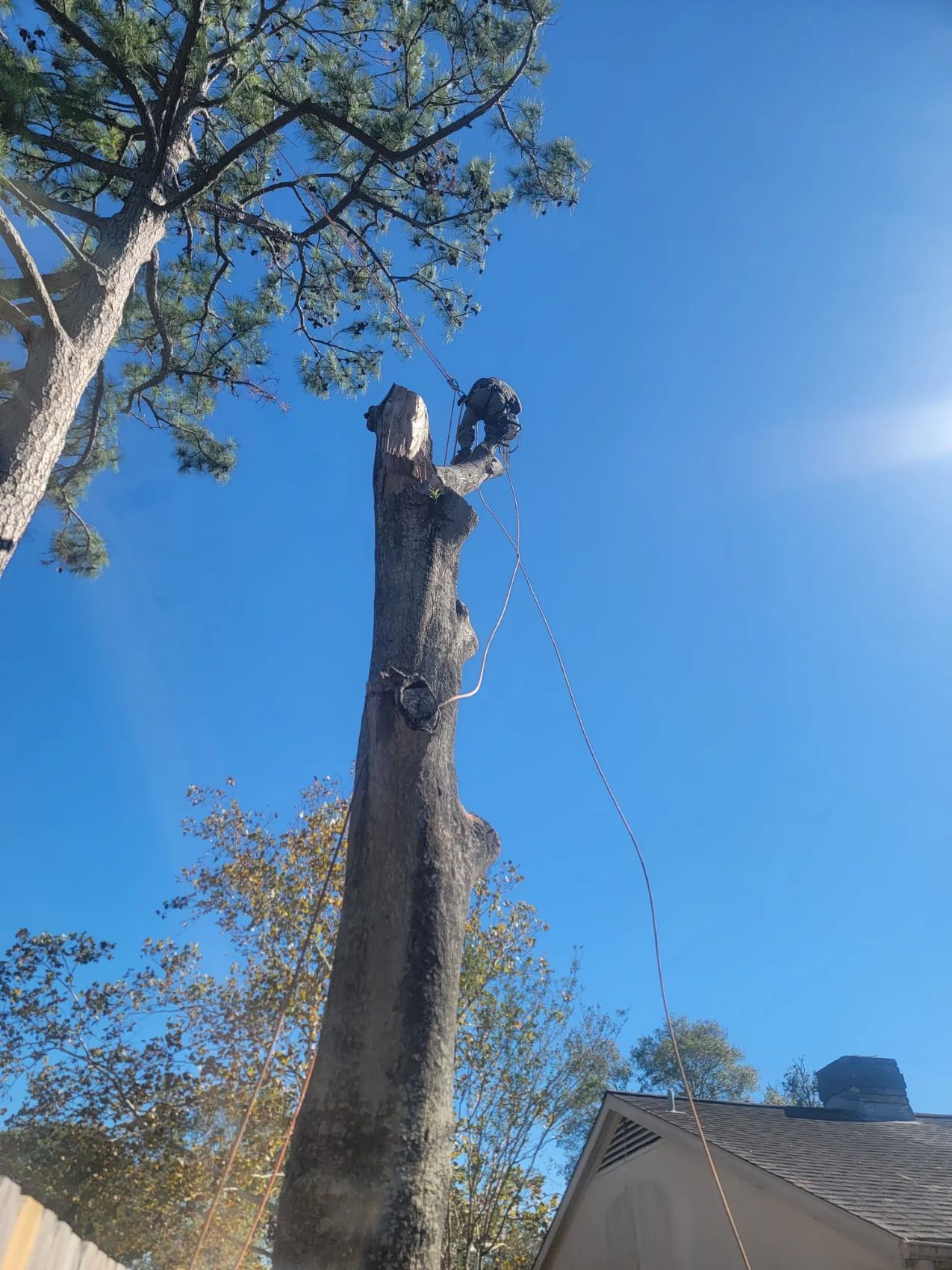 Granding,general tree,stump grinding ,wood fencing in Dickinson TX